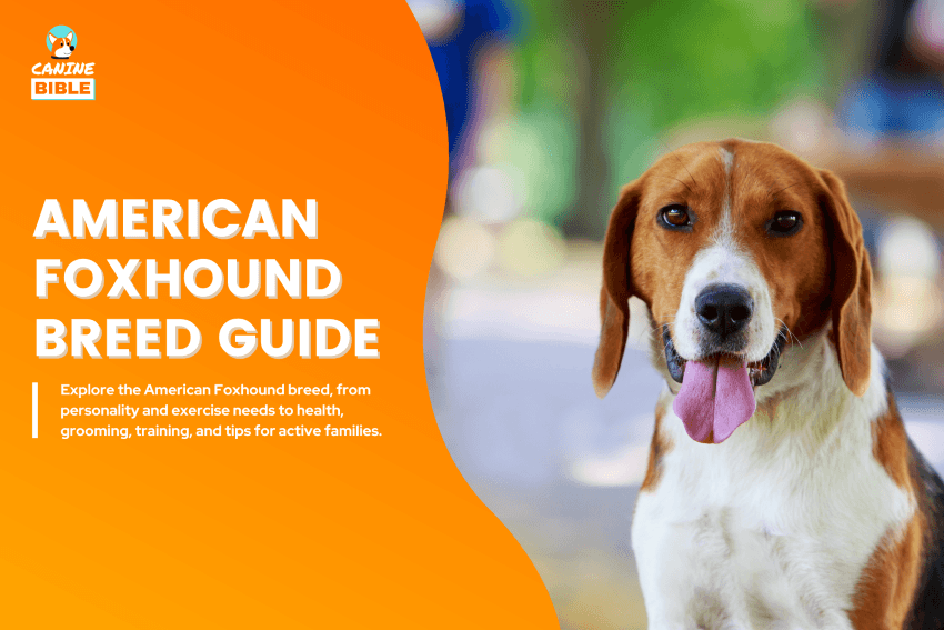 American Foxhound Dog