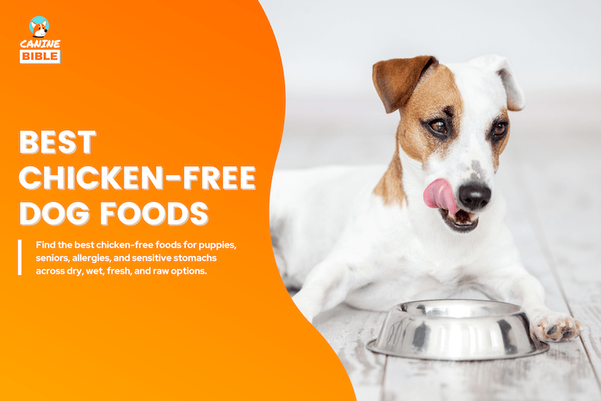 Best Chicken-Free Dog Foods