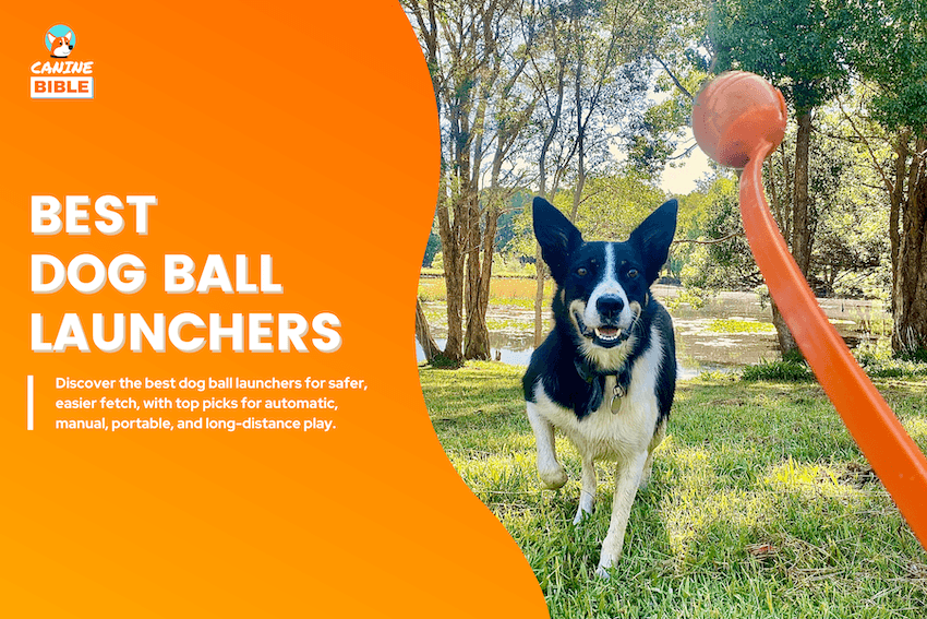 Best Dog Ball Launchers