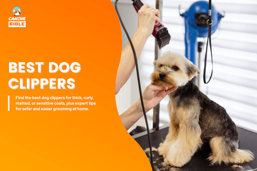 Best Dog Clippers