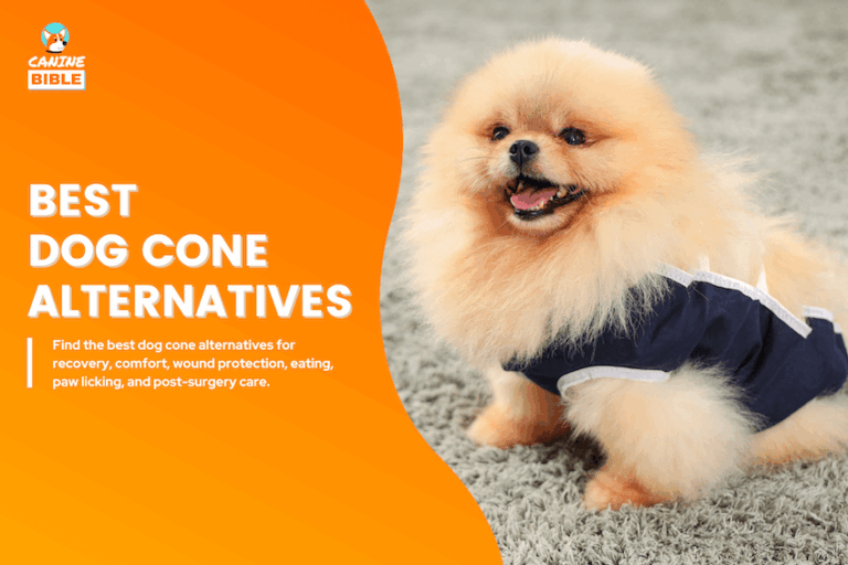 Best Dog Cone Alternatives