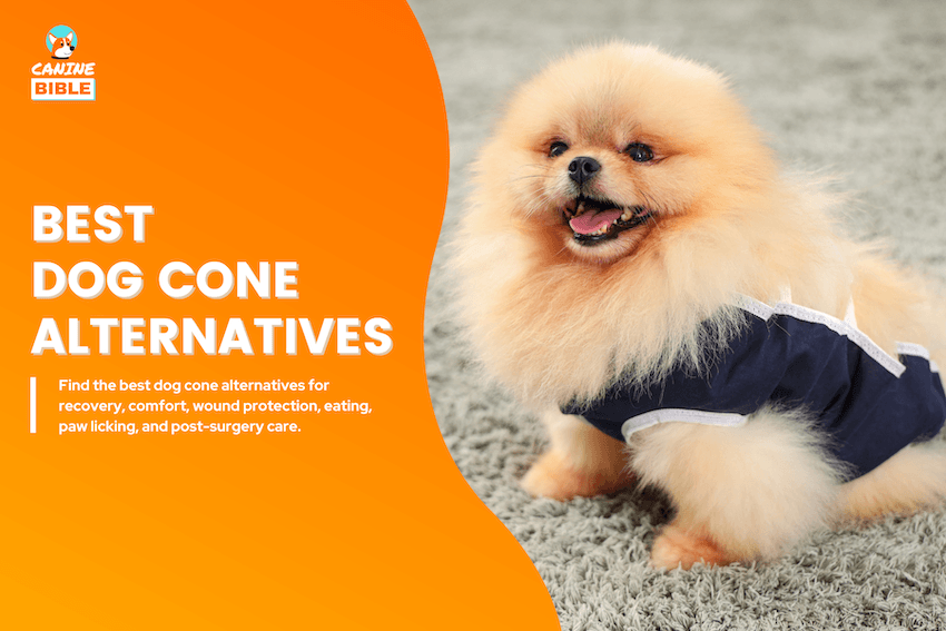 Best Dog Cone Alternatives