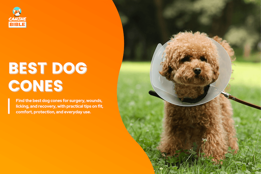 Best Dog Cones
