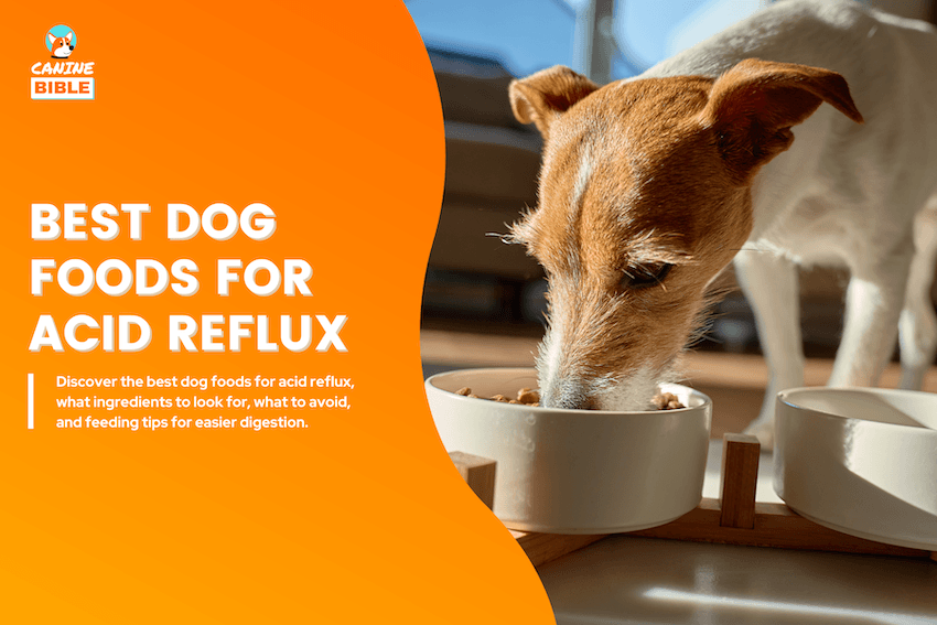 best dog food for acid reflux