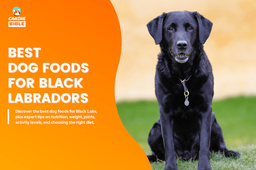 Best Dog Foods for Black Labs
