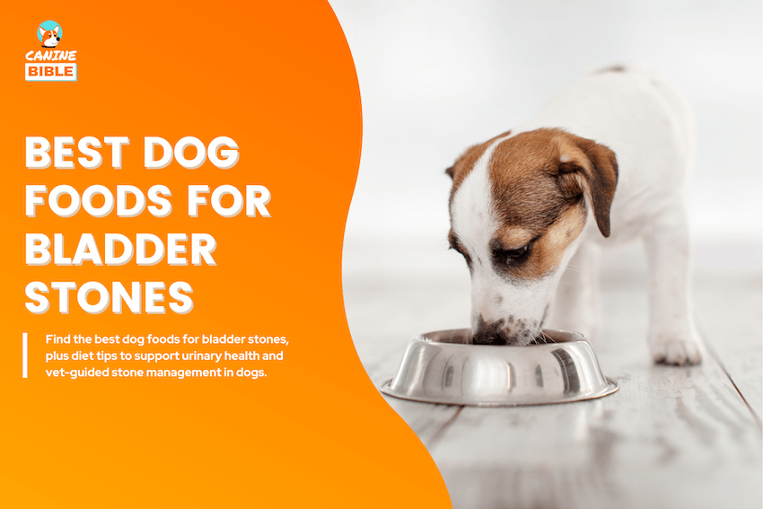 Best Dog Foods for Bladder Stones