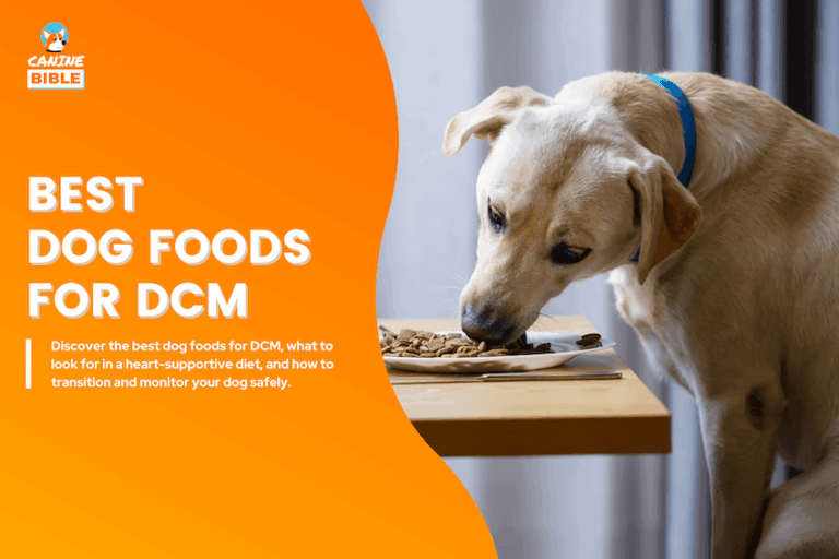 Best Dog Foods for DCM