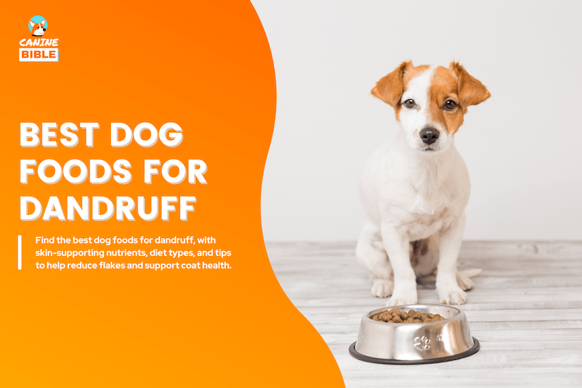 Best Dog Foods for Dandruff