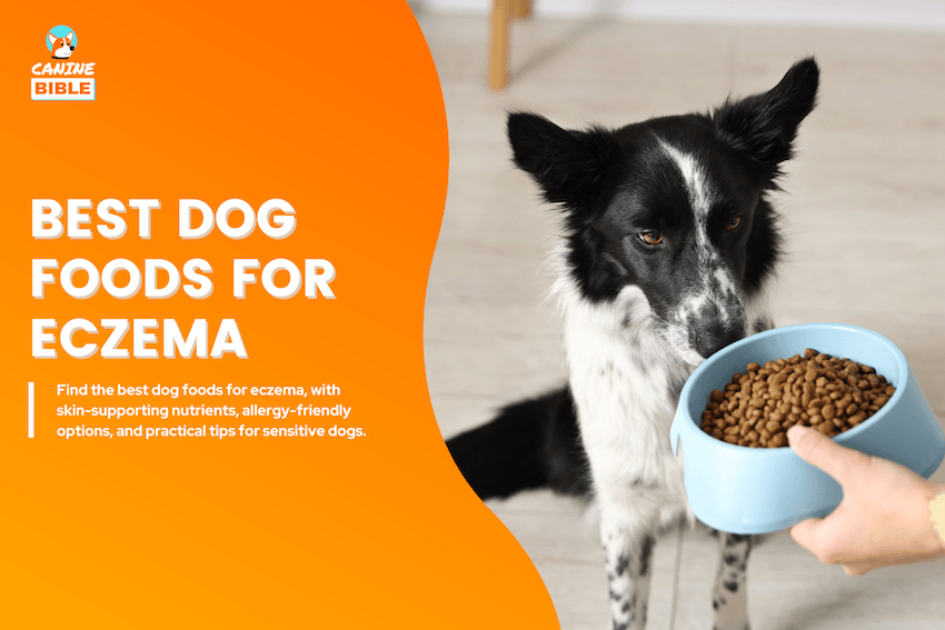 Best Dog Foods for Eczema