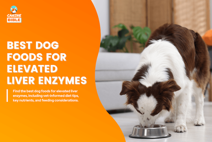 Best Dog Foods for Elevated Liver Enzymes