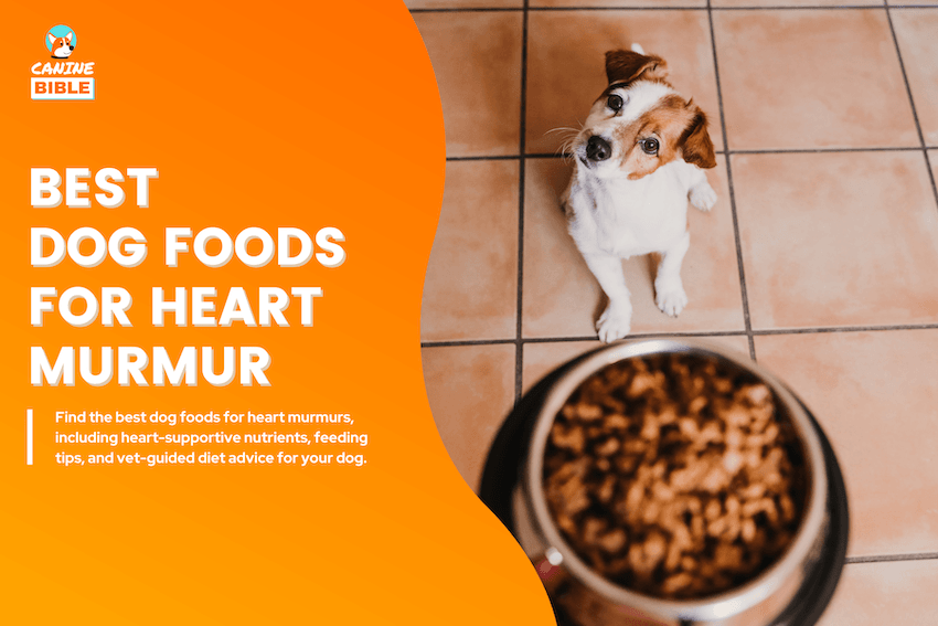 Best Dog Foods for Heart Murmur