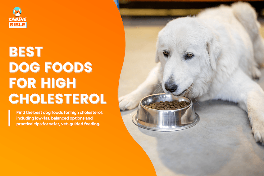 Best Dog Foods for High Cholesterol