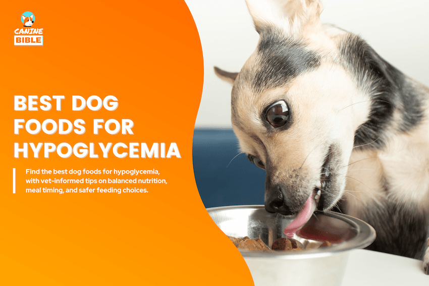 Best Dog Foods for Hypoglycemia