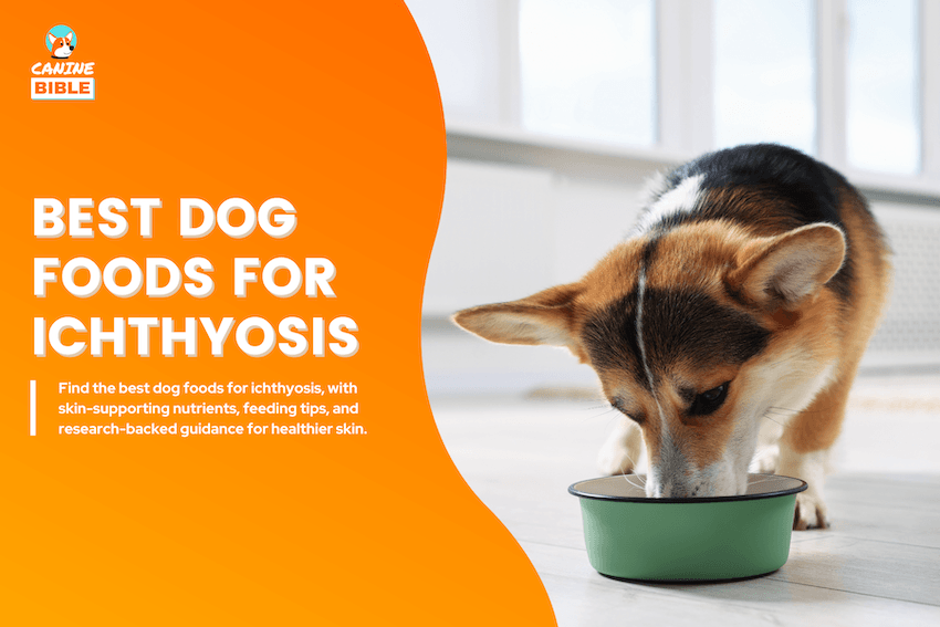 Best Dog Foods for Ichthyosis