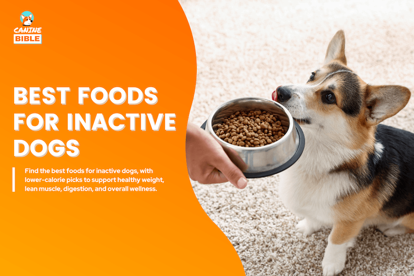 Best Dog Foods for Inactive Dogs