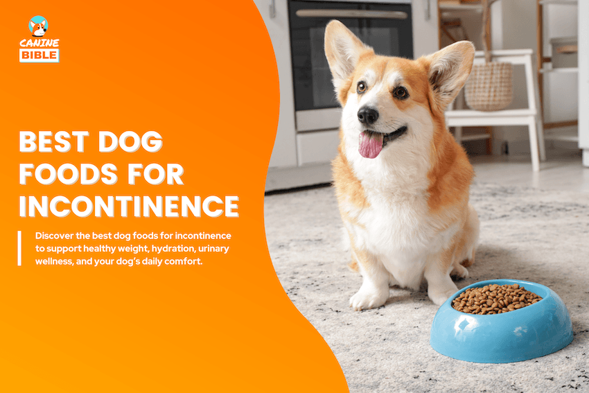 Best Dog Foods for Incontinence
