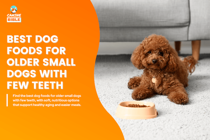 Best Dog Foods for Older Small Dogs with Few Teeth