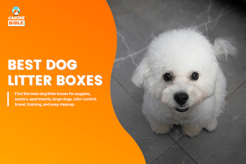 Best Dog Litter Boxes