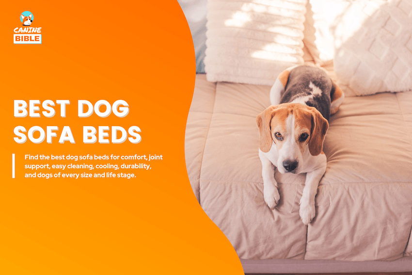 Best Dog Sofa Beds