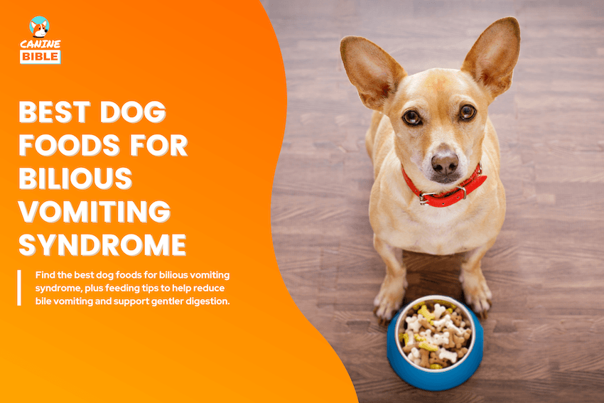 best dog food for bilious vomiting syndrome