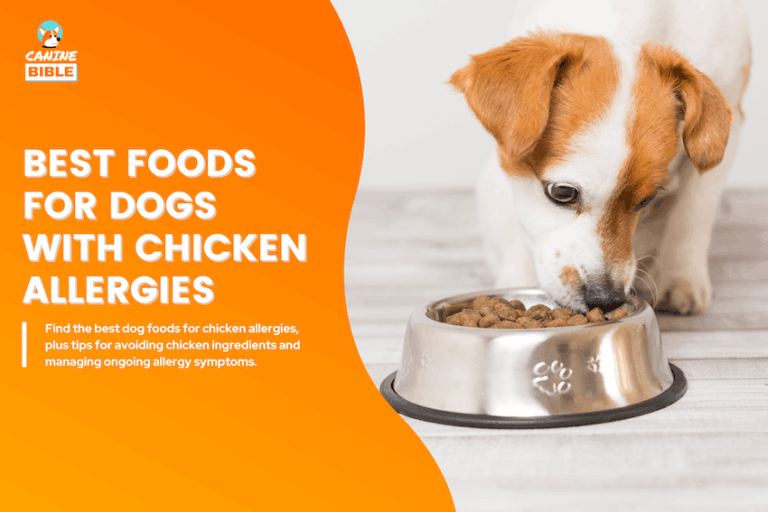 Best Dog Foods for Dogs With Chicken Allergies