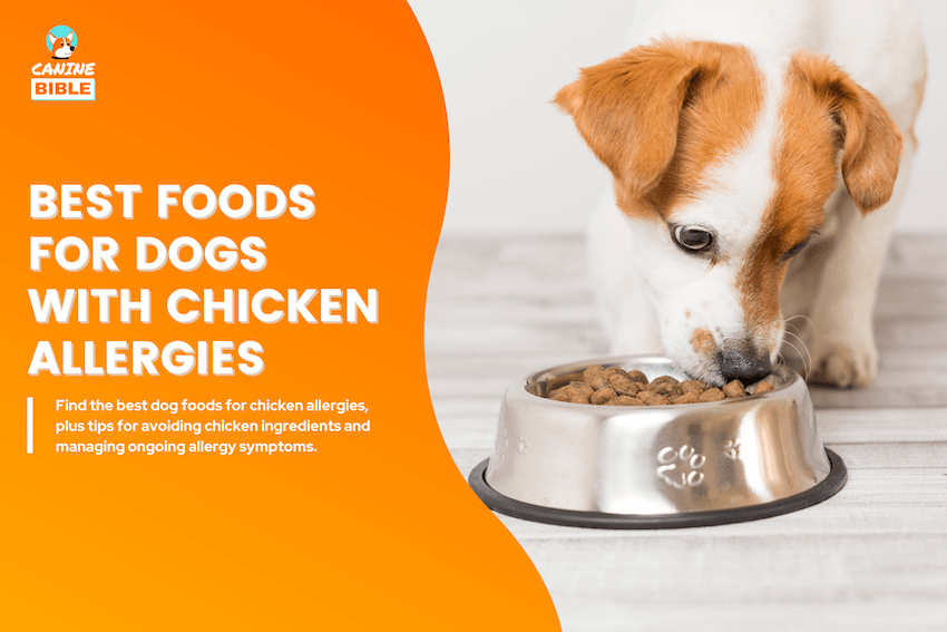 Best Dog Foods for Dogs With Chicken Allergies