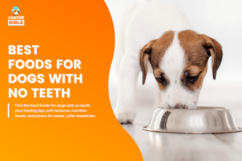 Best Foods for Dogs With No Teeth