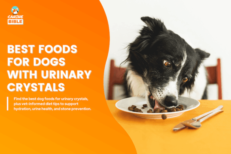 Best Foods for Dogs With Urinary Crystals