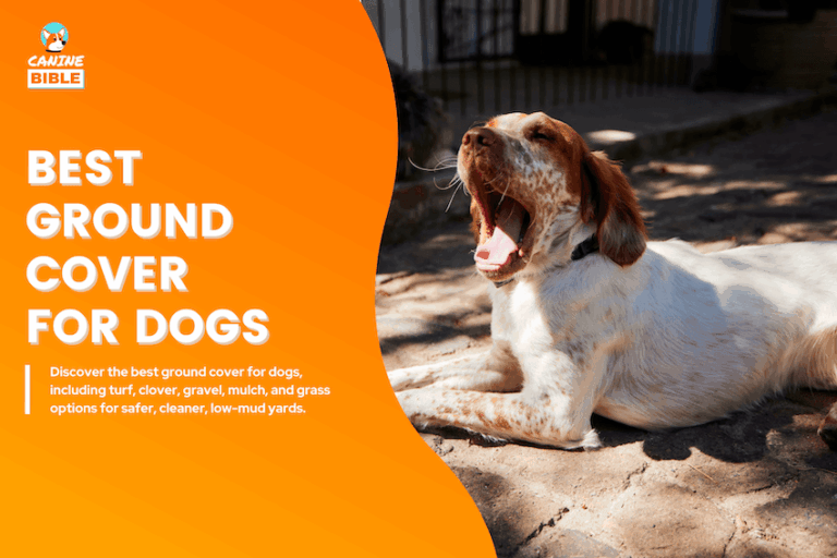 Best Ground Cover for Dogs