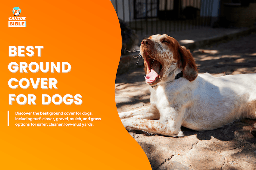 Best Ground Cover for Dogs