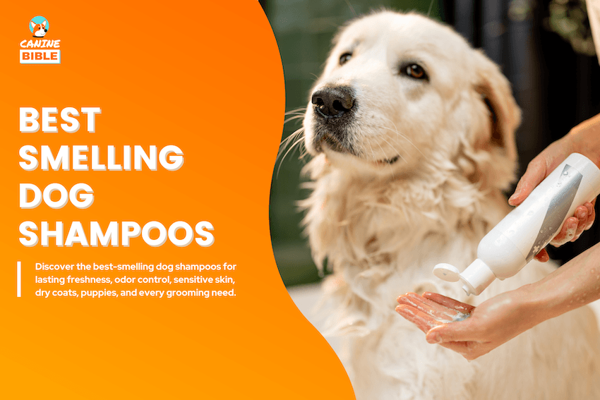 Best-Smelling Dog Shampoos
