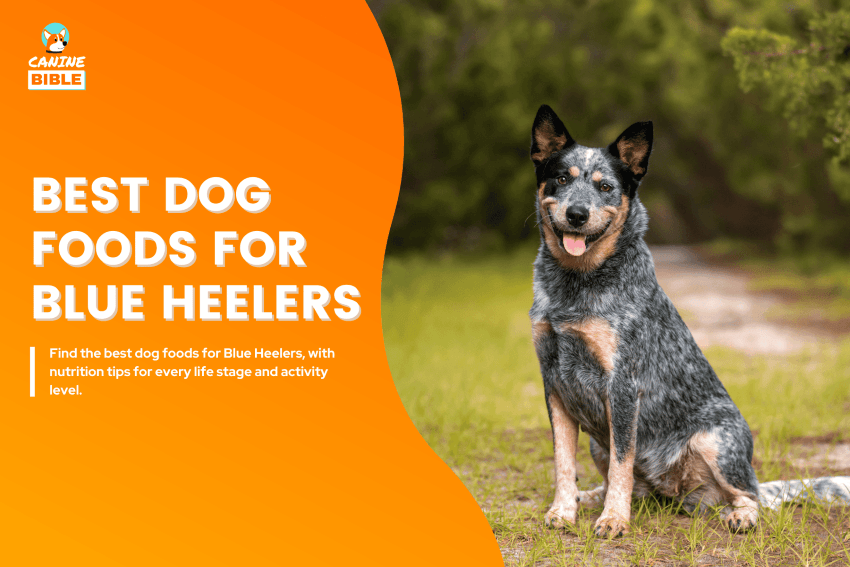 best dog foods for blue heelers