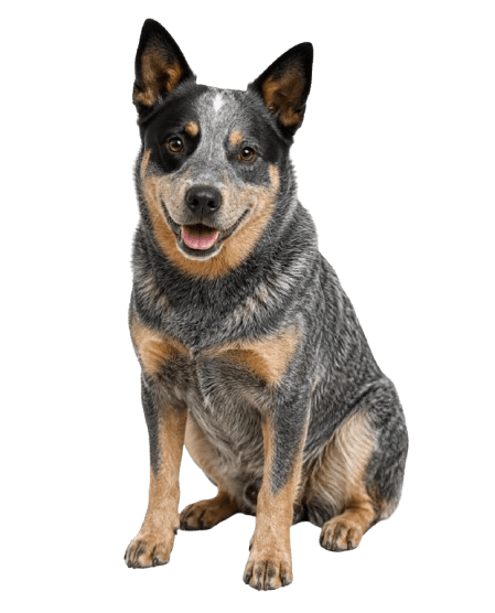 Blue Heeler 1
