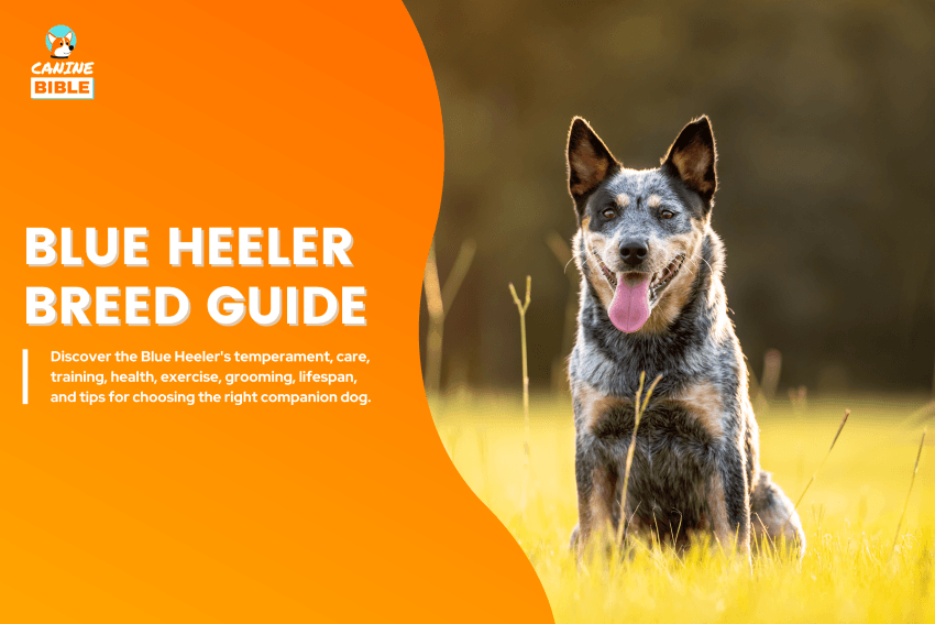 Blue Heeler Dog