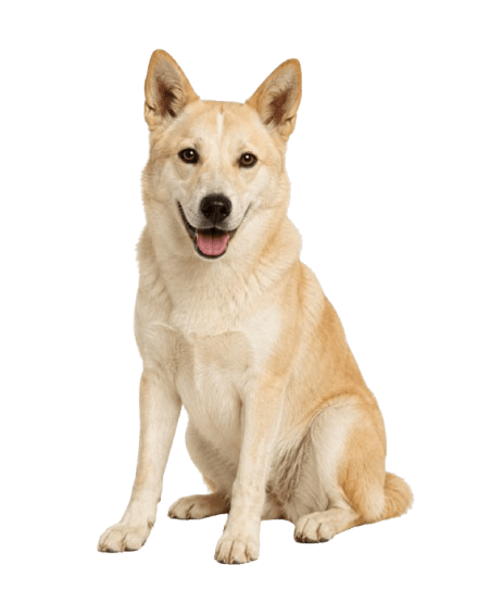 Canaan Dog