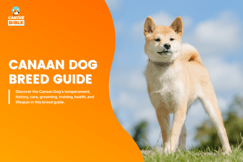 Canaan Dog
