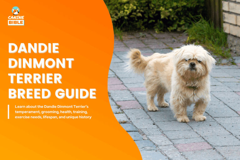 Dandie Dinmont Terrier dog