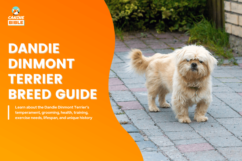 Dandie Dinmont Terrier dog