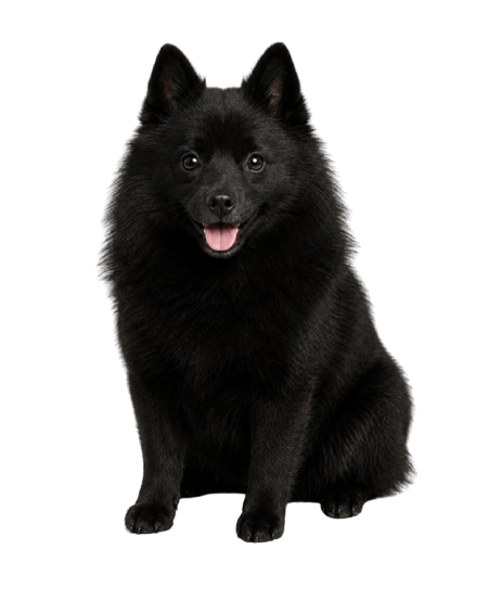 Friendly Black Schipperke Portrait