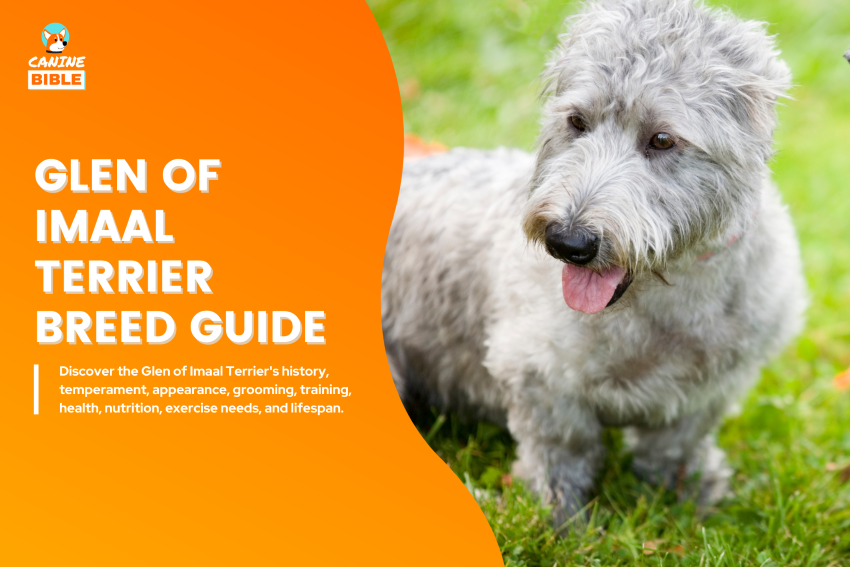 Glen of Imaal Terrier dog
