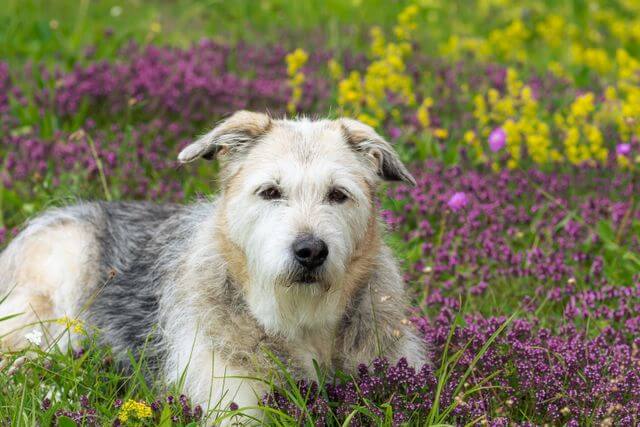 Glen of Imaal Terrier garden