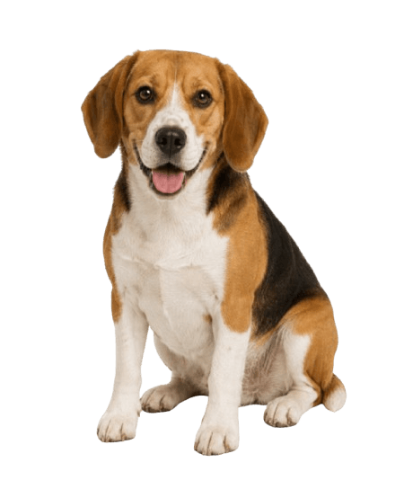 Harrier dog
