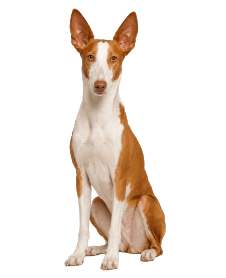 Ibizan Hound dog
