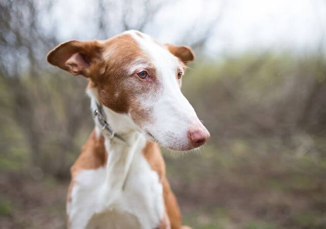 Ibizan Hound outside