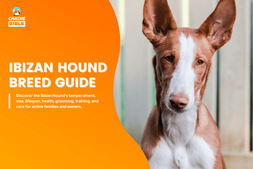 Ibizan Hound