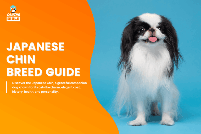 Japanese Chin dog