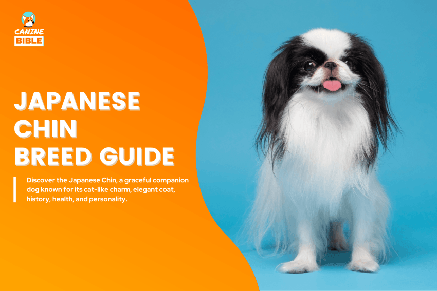 Japanese Chin dog
