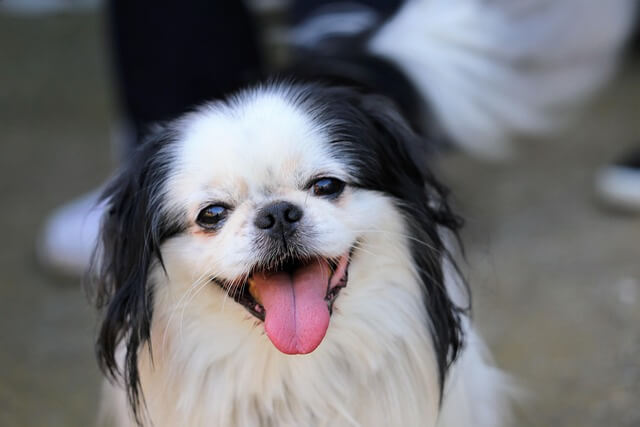Japanese Chin happy