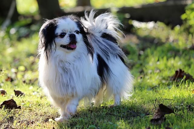 Japanese Chin outside