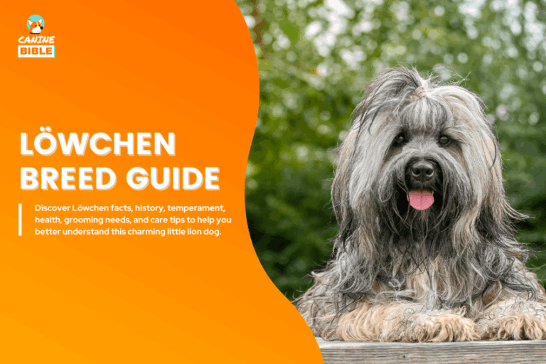 Löwchen dog